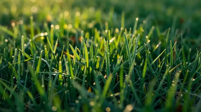 Glistening emerald grass sparkles under a crisp autumn evening light