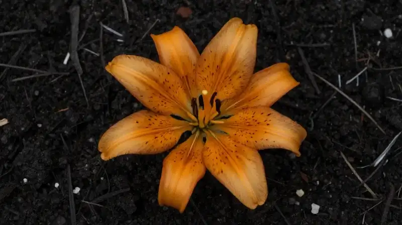 Vivid Martagon Lilium rises from textured dark, crumbly soil