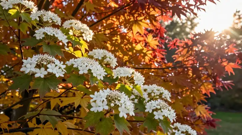 Golden light illuminates vibrant flowering viburnum and autumn leaves