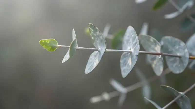 Detailed silvery leaves rest in a misty woodland bathed in light