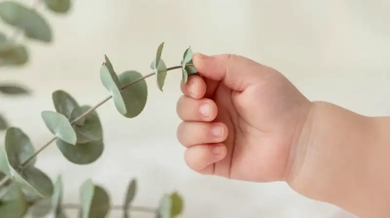 A delicate baby hand rests amidst soft green eucalyptus sprigs