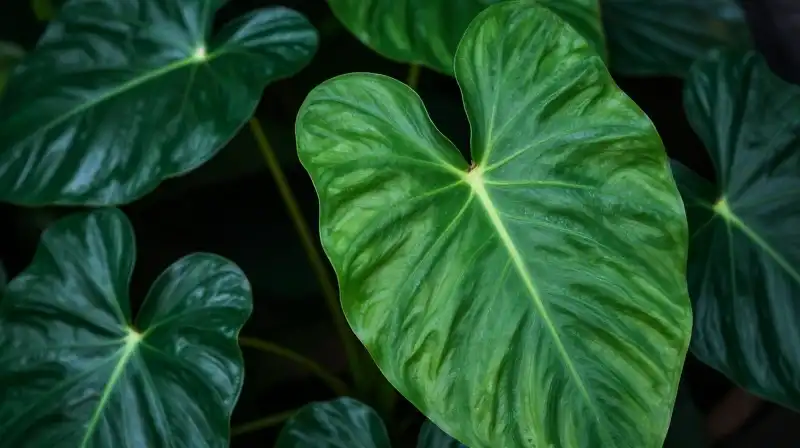 Vibrant philodendron foliage dominates the frame under dramatic, soft light