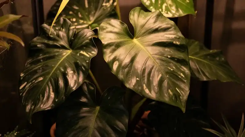 A richly detailed philodendron glows in dramatic warm amber shadows