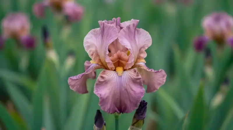 A vibrant pink iris blooms in a lush, soft green garden