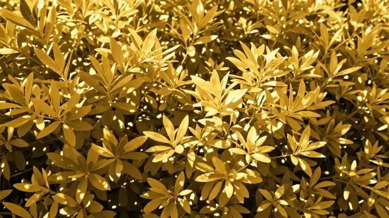 Dappled sunlight illuminates golden privet bushes and leaves