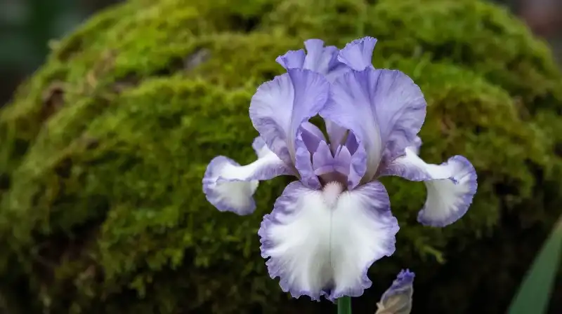 A purple iris rests delicately on vibrant green moss