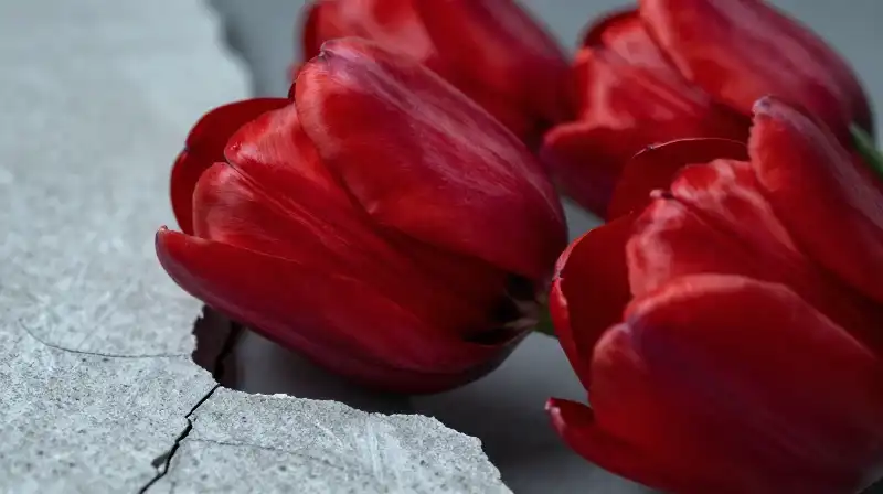 Vivid red tulips pop against textured, fractured concrete under dramatic light