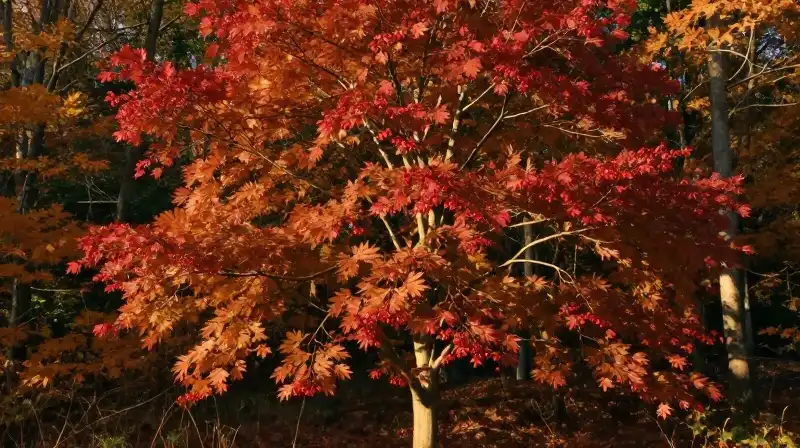 Vibrant copper and ruby leaves glow in a dense, golden woodland forest