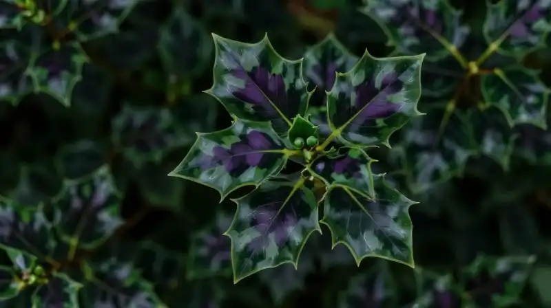 Vibrant emerald and purple shamrock foliage thrives in a lush garden