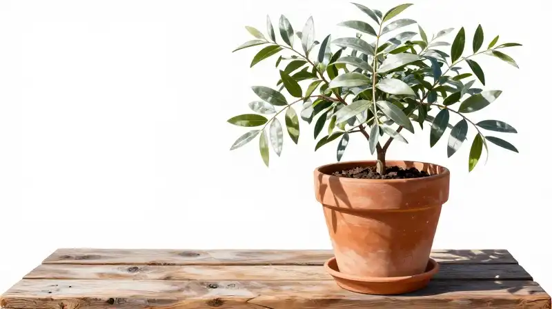 Sunlight filters through silvery leaves on a plant in a terracotta pot