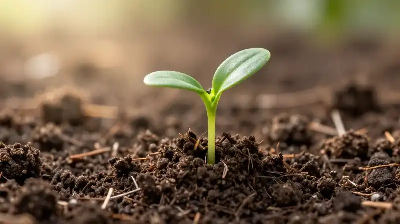 Fresh green sprout emerges from dark, fertile soil