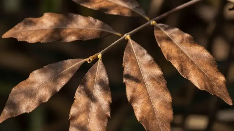 Rich brown and green leaves bathed in dappled sunlight