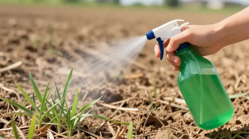 A hand sprays green liquid onto dry, sunlit grass sprouts
