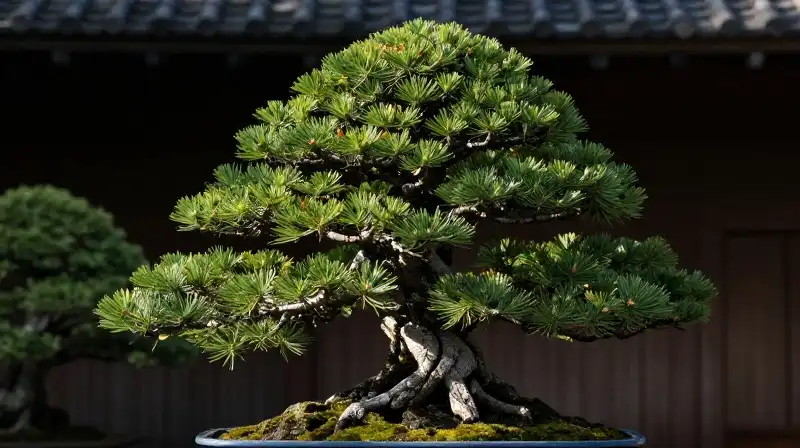 A meticulously sculpted spruce bonsai shines in a traditional Japanese garden