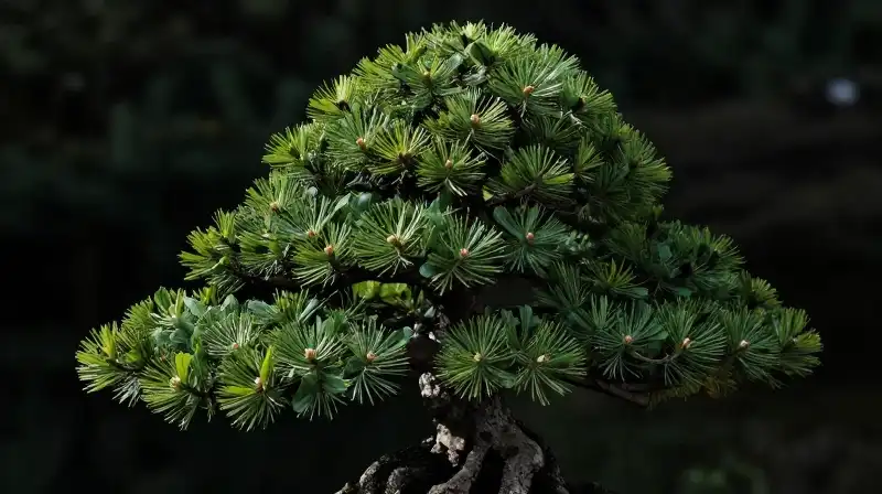 Intricately pruned spruce bonsai emerges from deep, dramatic shadows