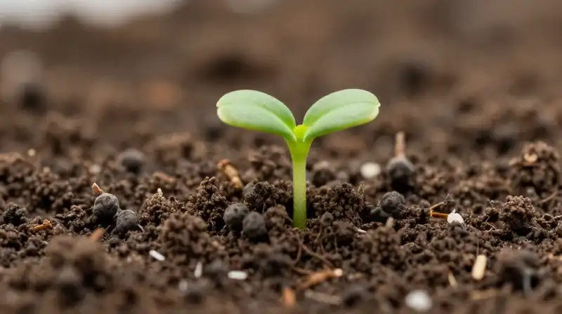 Tiny green sprouts emerge from richly textured soil