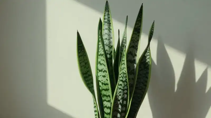 Lush green snake plant in a serene, light-filled minimalist room