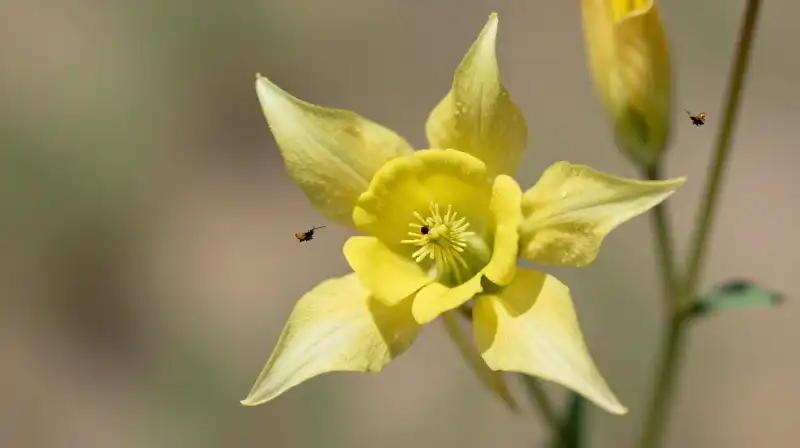 Gold columbine with tiny insects in sharp, arid Texas brush