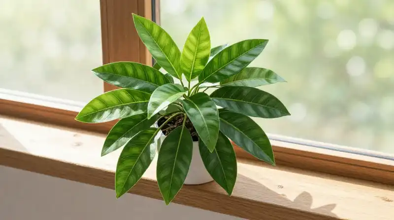 Lush green ficus thrives on a sun-drenched wooden windowsill