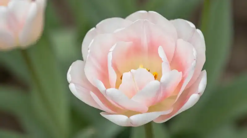A richly detailed double tulip blooms beautifully in soft garden light