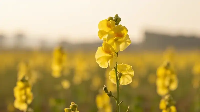 Fuzzy Verbascum glow warmly in a golden, hazy southern field