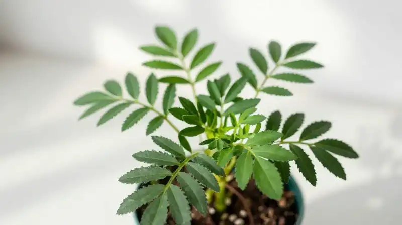 Stressed Maranta foliage rests on a bright workspace under dappled light
