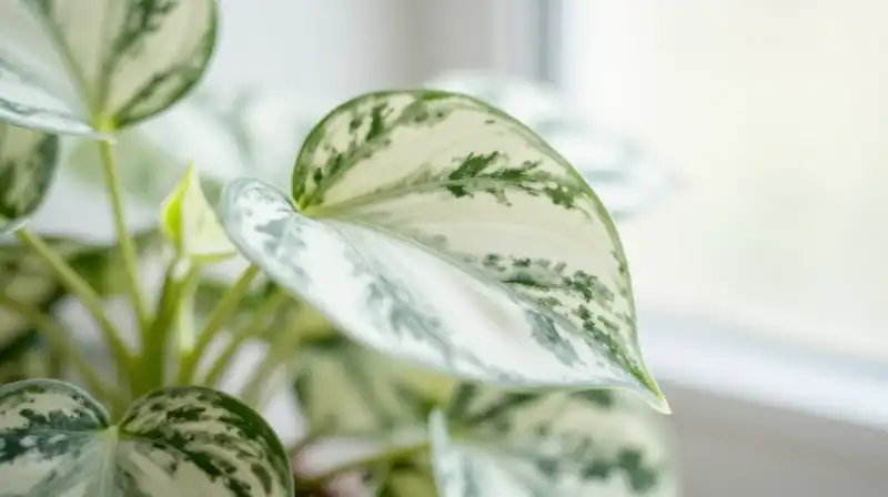A white and green variegated princess plant thrives in bright, sunny indoor light