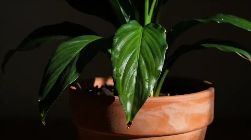 Sick, drooping peace lily wilts dramatically in a shadowed terracotta pot