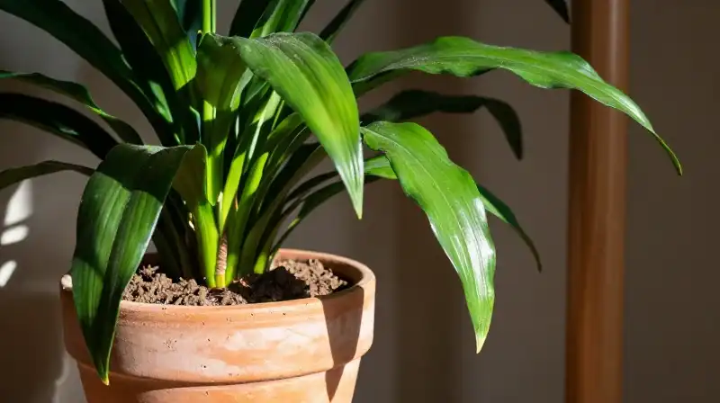 A drooping peace lily in dry pot sits under dramatic sunlight