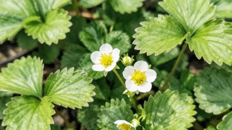 Wild strawberry flowers bloom richly among lush leaves in dappled sunlight