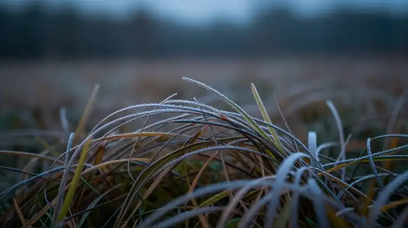 I see a field of grass covered in subtle morning frost under a cool blue light