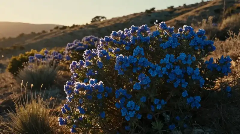 Vibrant blue blossoms glow against the golden hillside