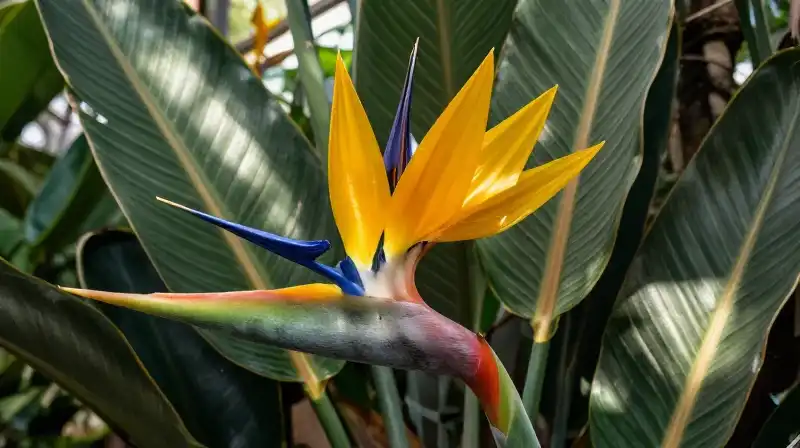 Vibrant yellow Bird of Paradise blooms under dappled tropical light
