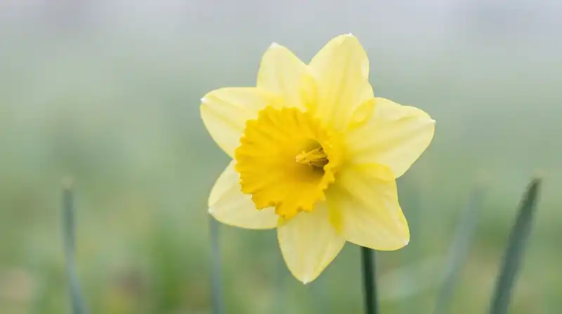 Vibrant yellow daffodil stands in a misty meadow bathed in soft sunlight