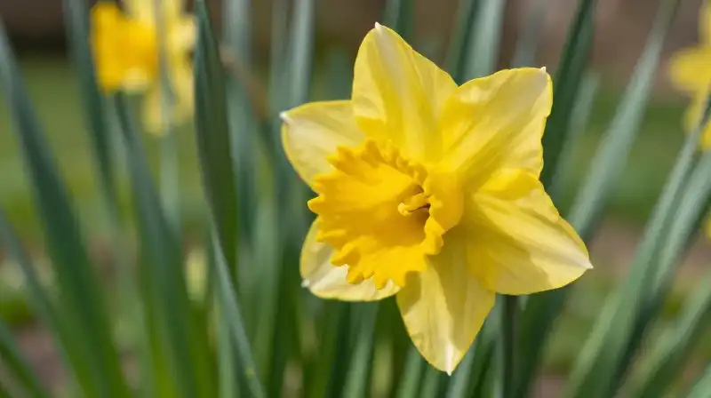 Bright yellow daffodil with vibrant green leaves in the sunlight